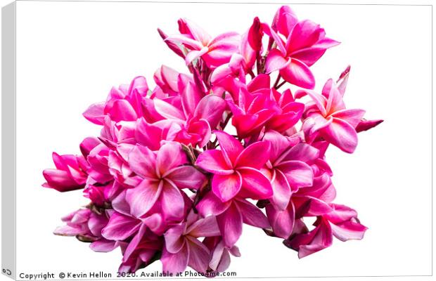 Beautiful Plumeria (frangipani) pink flower Canvas Print by Kevin Hellon
