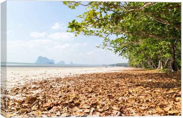 Leaves on the beach at Pak Meng Canvas Print by Kevin Hellon