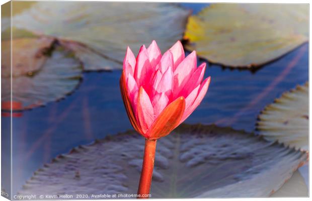 Flower of a pink water lily Canvas Print by Kevin Hellon