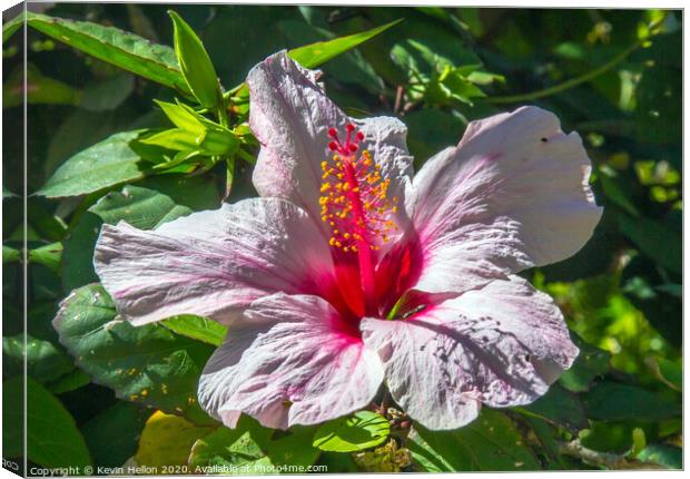 Lilac hibiscus flower  Canvas Print by Kevin Hellon