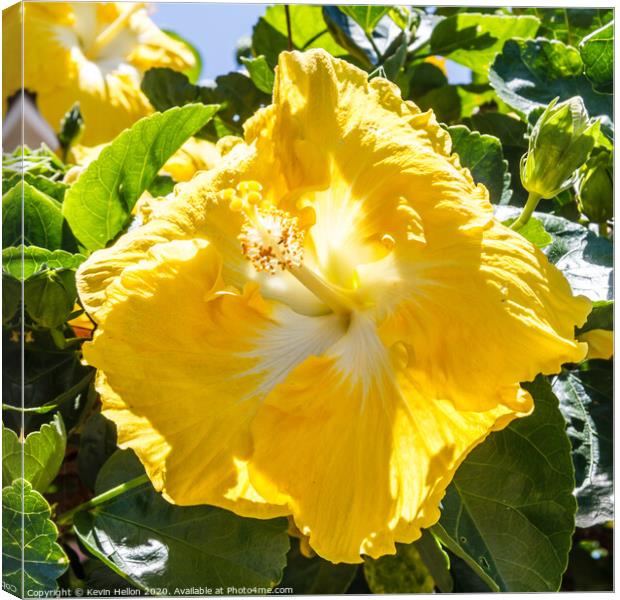Beautiful yellow hibiscus flower Canvas Print by Kevin Hellon