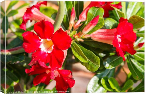 Adenium flowers  Canvas Print by Kevin Hellon