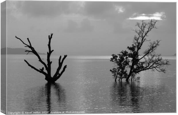 Dead and alive mangrove trees Canvas Print by Kevin Hellon