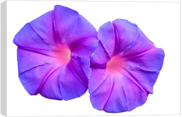 Ipomoea flower growing wild Canvas Print by Kevin Hellon