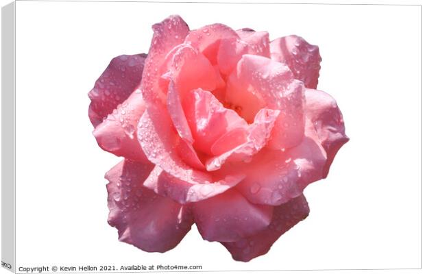 Beautiful pink rose with rain water droplets Canvas Print by Kevin Hellon