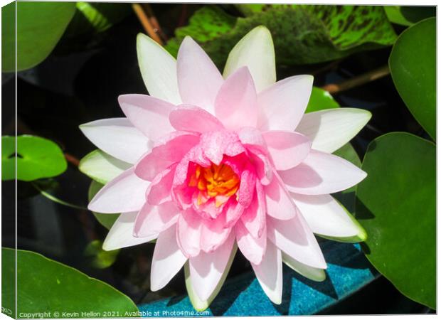 Pink water lily flower (Nymphaeaceae) in a pot Canvas Print by Kevin Hellon
