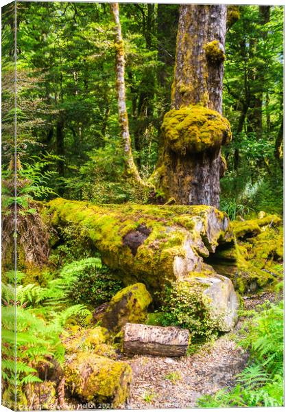 Colours of the forest Canvas Print by Kevin Hellon