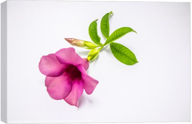 Violet allamanda flower Canvas Print by Kevin Hellon