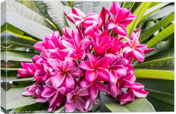 Beautiful Plumeria (frangipani) pink flower Canvas Print by Kevin Hellon