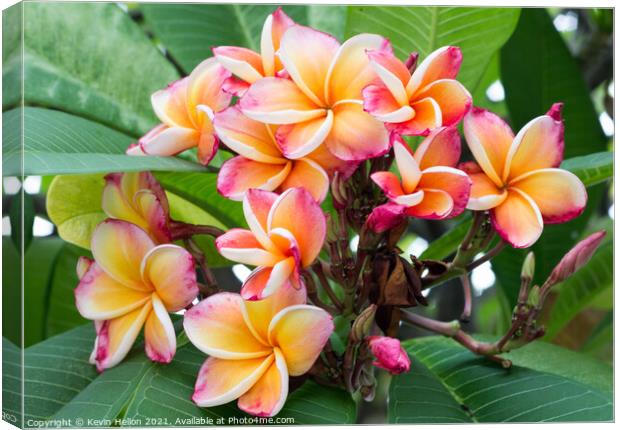 Plumeria or Frangipani flower Canvas Print by Kevin Hellon