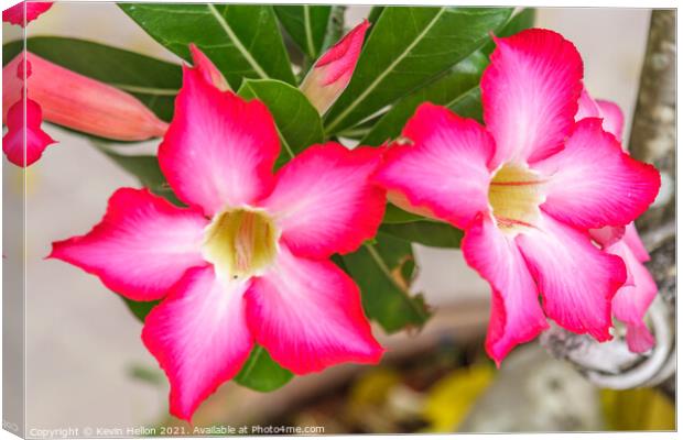 Pink Adenium flowers Canvas Print by Kevin Hellon