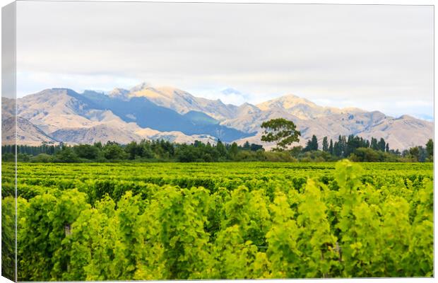 The Kaikoura mountains Canvas Print by Kevin Hellon