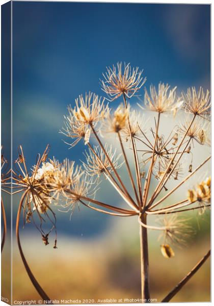 Wild dry dill with cyme inflorescence Canvas Print by Natalia Macheda