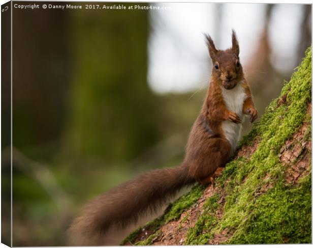 Red squirrel Canvas Print by Danny Moore
