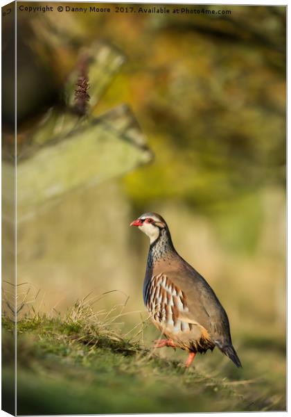 The Partridge Canvas Print by Danny Moore