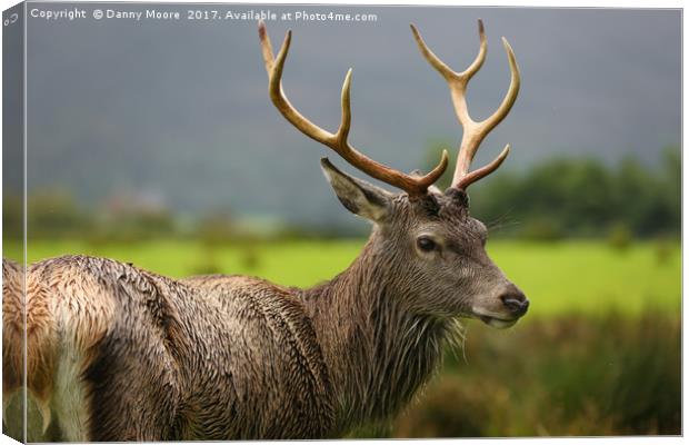 The Stag  Canvas Print by Danny Moore