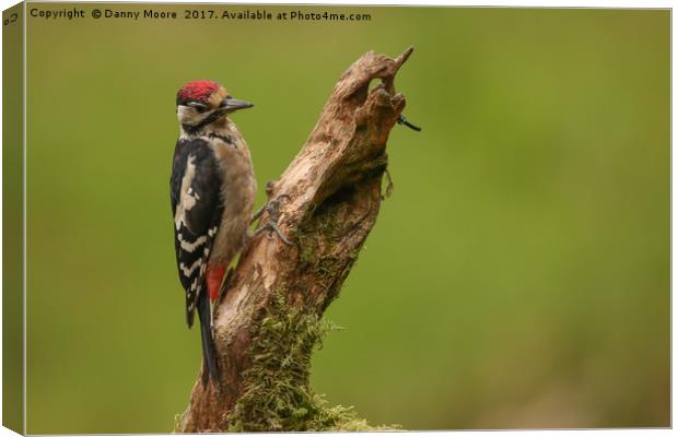 The woodpecker Canvas Print by Danny Moore