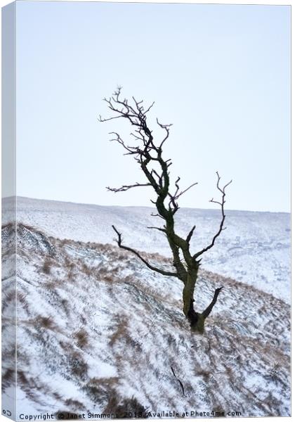Solo Tree Winter Colour Canvas Print by Janet Simmons