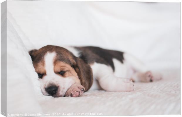 Beagle puppy sleeping Canvas Print by Janet Simmons