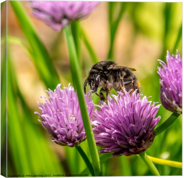 Bee on Chive flower Canvas Print by Mike Lanning