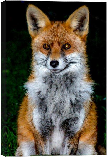 Mrs Fox Canvas Print by Mike Lanning