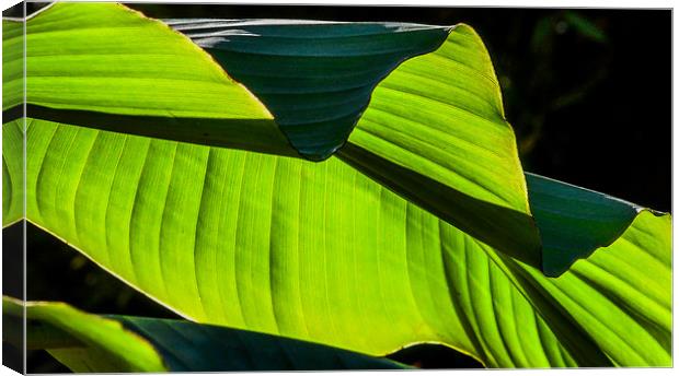 Banana Plant leaf detail Canvas Print by Mike Lanning