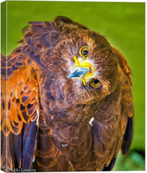 Inquisitive Harris Hawk Canvas Print by Mike Lanning