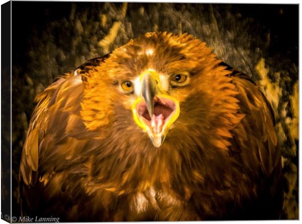 Golden Eagle - close up, calling Canvas Print by Mike Lanning