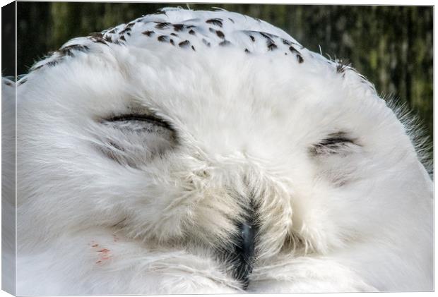 Sleepy Snowy Owl Canvas Print by Mike Lanning