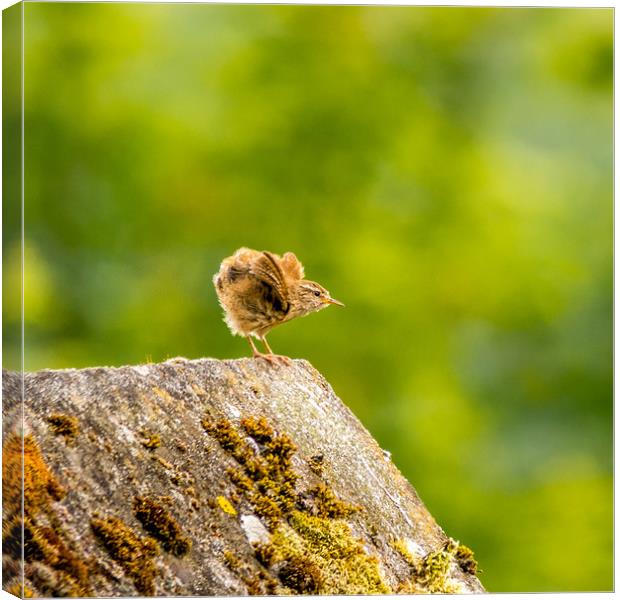 Fledgling Wren Canvas Print by Mike Lanning
