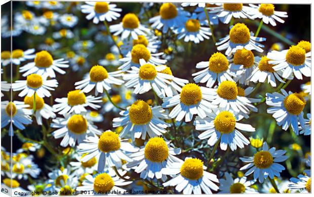 Scented Mayweed Canvas Print by Bob Walker