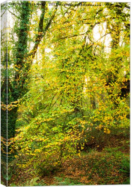 Autumnal Trees in Luxulyan Valley Canvas Print by Bob Walker
