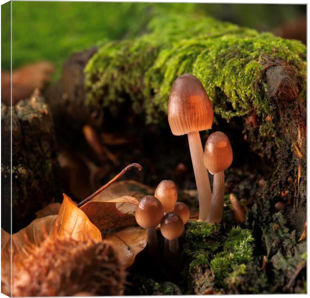 Fungi in Autumn Canvas Print by Mal Spain