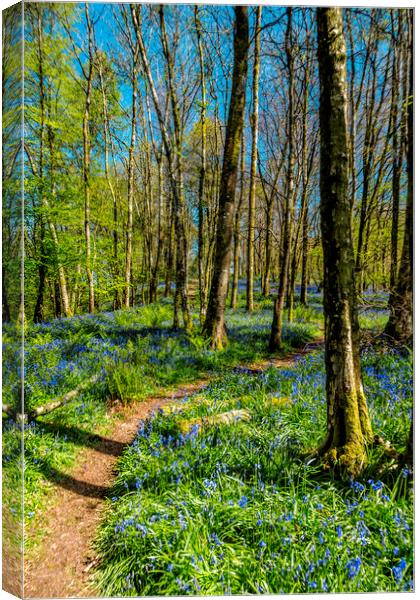 Bluebells in Spring Canvas Print by Mal Spain
