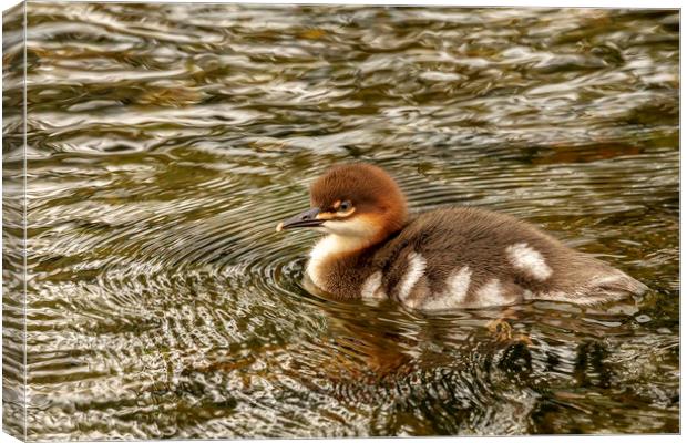 Fluffy Duck Canvas Print by Mal Spain