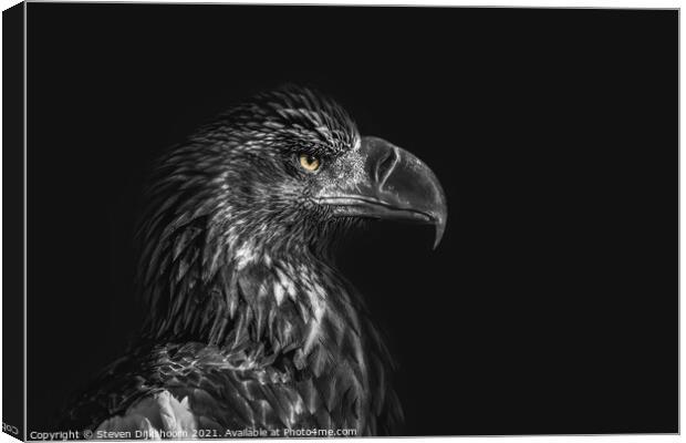 Eagle on a black background Canvas Print by Steven Dijkshoorn
