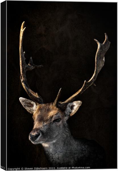 Deer with a dark background Canvas Print by Steven Dijkshoorn