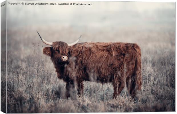 A brown cow standing on top of a dry grass field Canvas Print by Steven Dijkshoorn