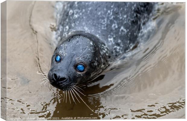 A seal with blue eyes in the water Canvas Print by Steven Dijkshoorn