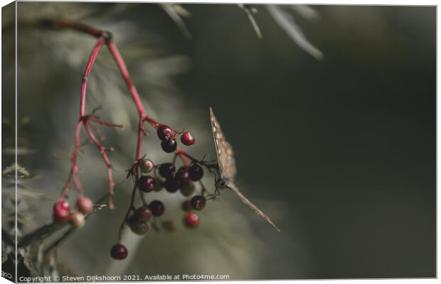 Butterfly on a branch with red berries Canvas Print by Steven Dijkshoorn