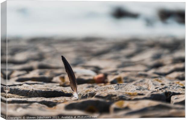 A feather between the rocks on the beach Canvas Print by Steven Dijkshoorn