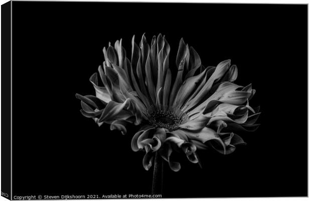Low key flower black and white Canvas Print by Steven Dijkshoorn