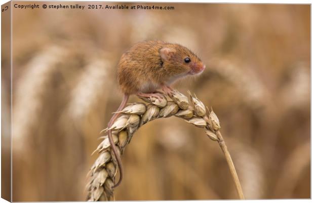 Harvest Mouse (micromys minutus) on ear of corn Canvas Print by stephen tolley