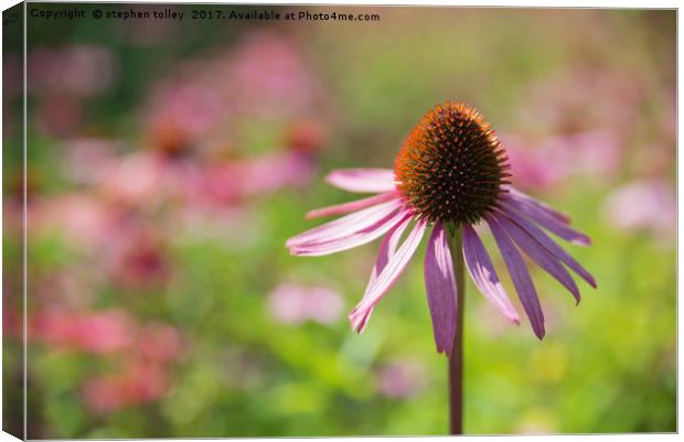 Echinacea (cone flower)  Canvas Print by stephen tolley