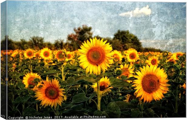 Not A Van Gogh Sunflower! Canvas Print by Nicholas Jones