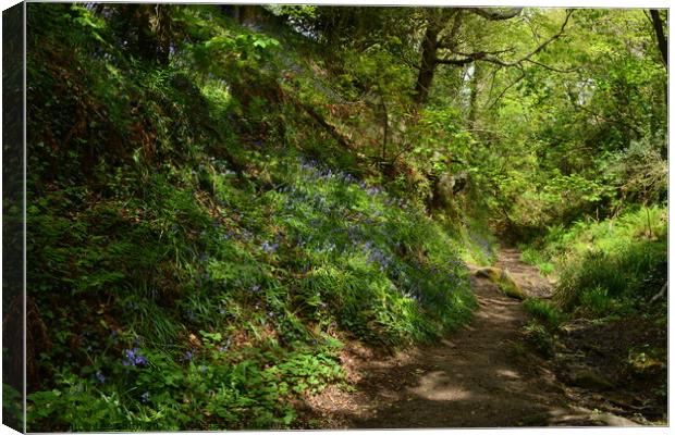 Bluebell wood in Hastings Canvas Print by Lee Sulsh