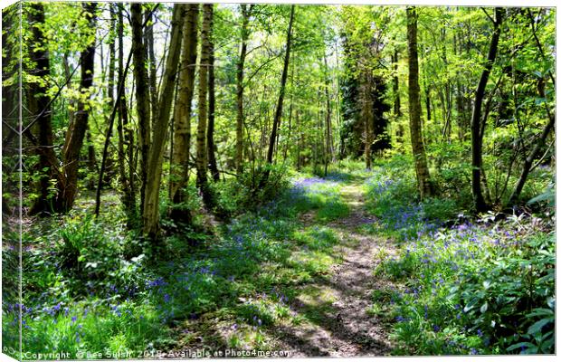 Bluebell wood Canvas Print by Lee Sulsh