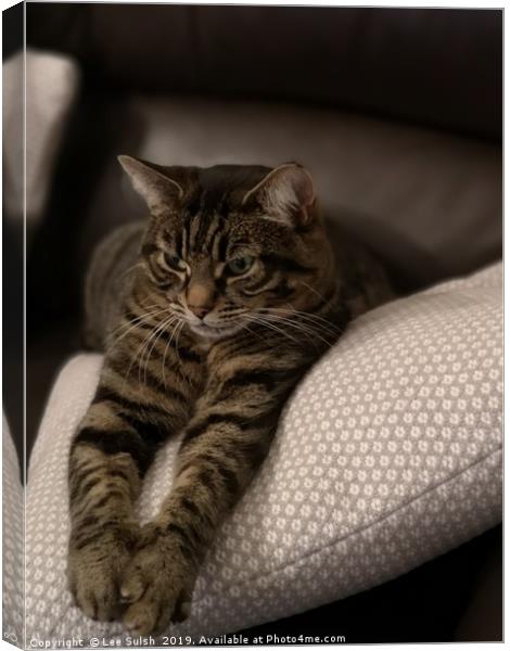 Tabby Cat Canvas Print by Lee Sulsh