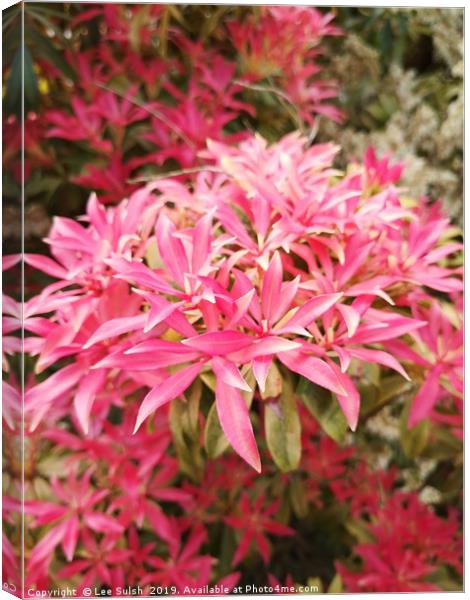 Forest flame - Pieris shrub  Canvas Print by Lee Sulsh
