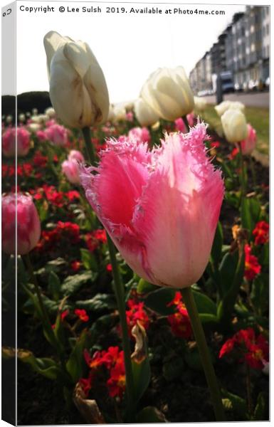 Tulips in Hastings Canvas Print by Lee Sulsh